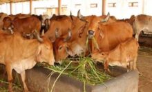 Haryana News: हरियाणा में 680 गौशालाओं के मुख्य गेट पर मैटर डिटेक्टर जैसी तकनीक की लगाई जाएंगी मशीनें