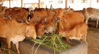 Haryana News: हरियाणा में 680 गौशालाओं के मुख्य गेट पर मैटर डिटेक्टर जैसी तकनीक की लगाई जाएंगी मशीनें
