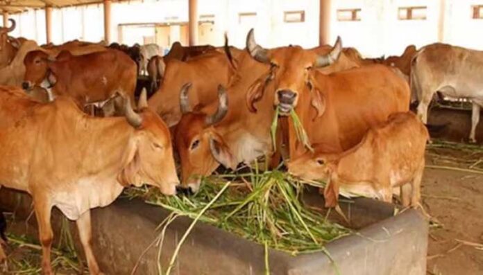 Haryana News: हरियाणा में 680 गौशालाओं के मुख्य गेट पर मैटर डिटेक्टर जैसी तकनीक की लगाई जाएंगी मशीनें Haryana News: हरियाणा में 680 गौशालाओं के मुख्य गेट पर मैटर डिटेक्टर जैसी तकनीक की लगाई जाएंगी मशीनें
