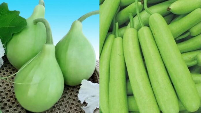 Long And Round Lauki Me Antar: लंबी या गोल लौकी! कौन सी है ज्यादा फायदेमंद?