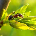 Tips to Get Rid of Ants