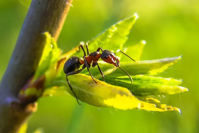 Tips to Get Rid of Ants