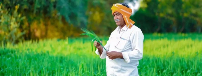 If you also want to get crop insurance compensation then it is very important to follow these rules PM Fasal Bima Yojana : अगर आप भी पाना चाहते है फसल बीमा का मुआवज़ा तो इन नियमो का पालन करना बेहद जरुरी