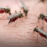 Mosquito Killing Tips