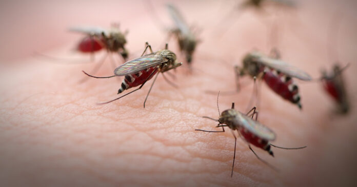 Mosquito Killing Tips
