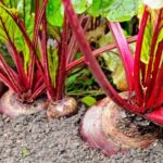 Beetroot Farming: किसान कब और कैसे करें चुकंदर की खेती
