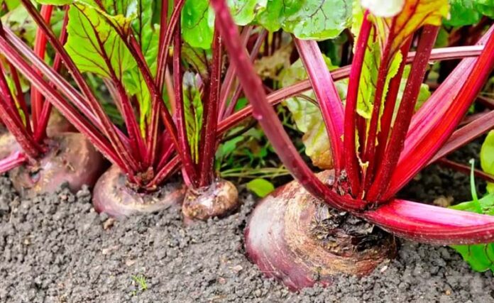 Beetroot Farming: किसान कब और कैसे करें चुकंदर की खेती
