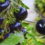 Black Tomato Cultivation: जानें कैसे करें काले टमाटर की खेती