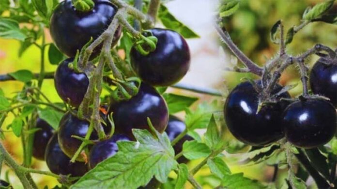 Black Tomato Cultivation: जानें कैसे करें काले टमाटर की खेती