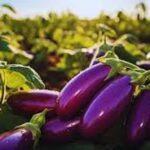 Brinjal Farming: कब व कैसे करें बैंगन की खेती