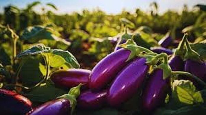 Brinjal Farming: कब व कैसे करें बैंगन की खेती