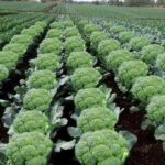 Broccoli Farming: जानें कैसे करें ब्रोकली की खेती