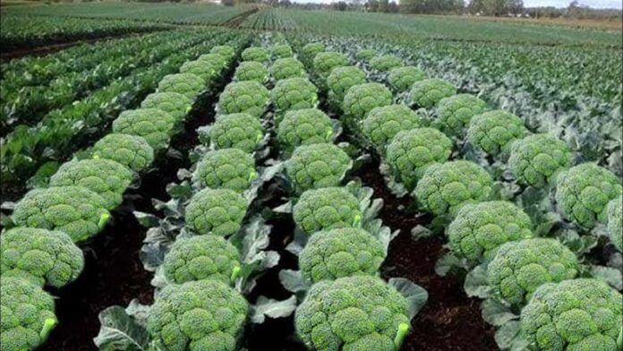 Broccoli Farming: जानें कैसे करें ब्रोकली की खेती