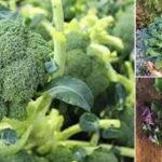 Broccoli Farming: ब्रोकली की इन 5 किस्मों की खेती कर अच्छा मुनाफा कमा सकते है किसान