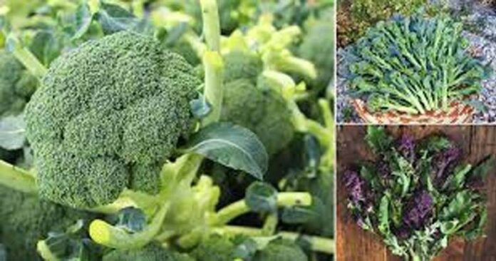 Broccoli Farming: ब्रोकली की इन 5 किस्मों की खेती कर अच्छा मुनाफा कमा सकते है किसान