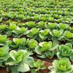 Cabbage Farming: पत्तागोभी की खेती कर किसान कमा सकते है लाखों रुपए