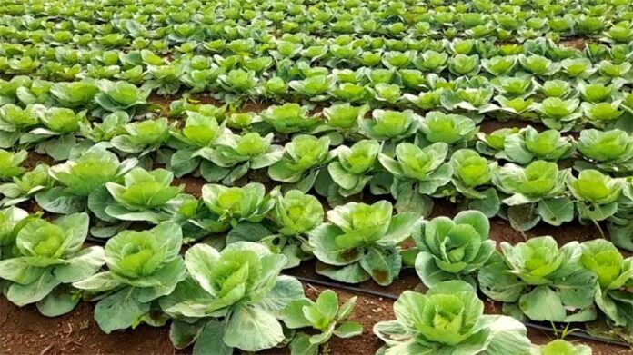 Cabbage Farming: पत्तागोभी की खेती कर किसान कमा सकते है लाखों रुपए