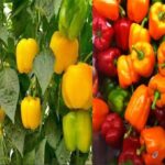 Capsicum Farming: जानें शिमला मिर्च की खेती करने की विधि, होंगी बंपर कमाई