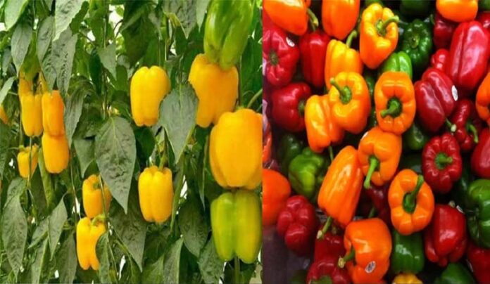 Capsicum Farming: जानें शिमला मिर्च की खेती करने की विधि, होंगी बंपर कमाई