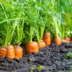 Carrot Farming: गाजर की खेती कर मोटा मुनाफा कमा सकते है किसान, जानें कैसे करें बुआई और रख-रखाव