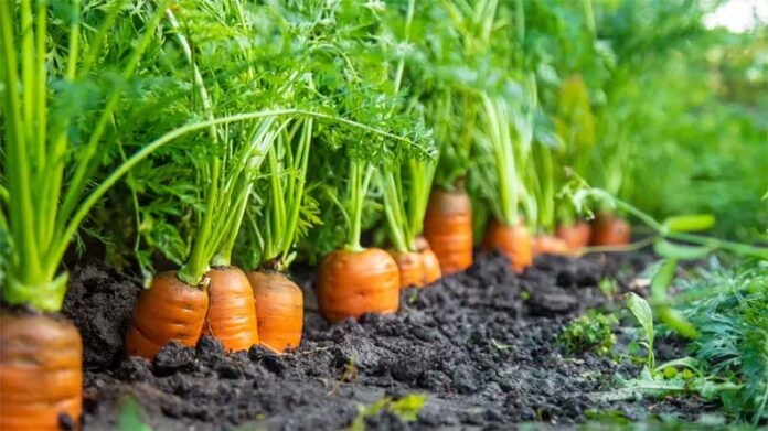 Carrot Farming: गाजर की खेती कर मोटा मुनाफा कमा सकते है किसान, जानें कैसे करें बुआई और रख-रखाव