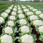 Cauliflower Cultivation: फूलगोभी की खेती के लिए अगस्त-सितंबर का समय उपयुक्त, मोटा लाभ कमा सकते है किसान