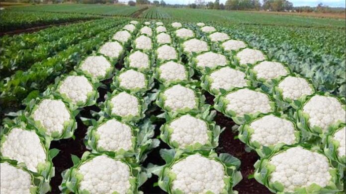 Cauliflower Cultivation: फूलगोभी की खेती के लिए अगस्त-सितंबर का समय उपयुक्त, मोटा लाभ कमा सकते है किसान