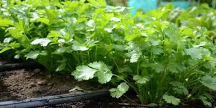 Coriander Farming: इस विधि से उगाए धनिया, मिलेगी ज्यादा पैदावार
