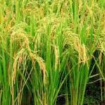 Agriculture News: जानें कैसे धान की फसल को कीट और रोगों से बचाएं