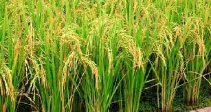Agriculture News: जानें कैसे धान की फसल को कीट और रोगों से बचाएं