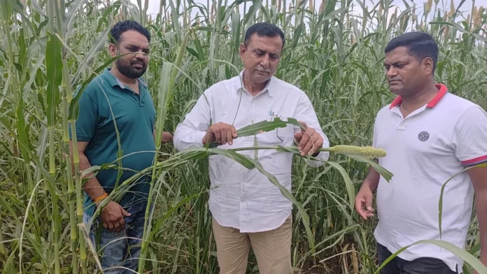 Farmers said that Kharif crops are destroyed due to locust attack, government should give compensation of Rs 50 thousand per acre