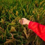 Farming Tips: किसानों के लिए बेहद खास है अगस्त का महीना, जरूर कर लें ये 6 काम