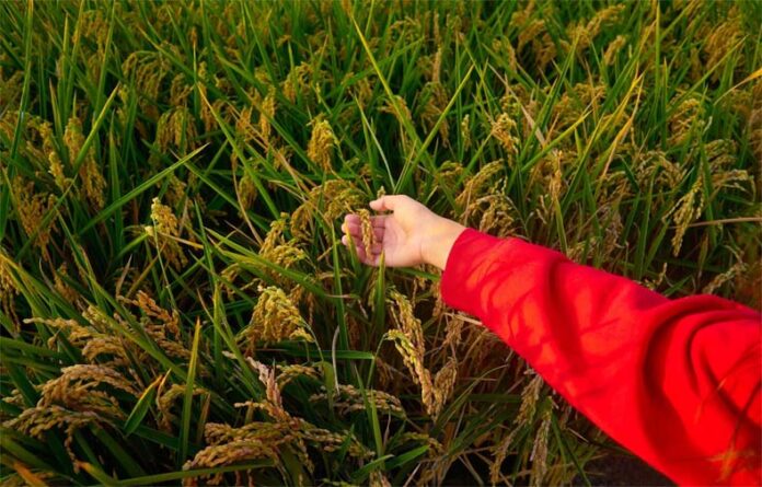 Farming Tips: किसानों के लिए बेहद खास है अगस्त का महीना, जरूर कर लें ये 6 काम