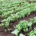 Fenugreek Farming: किसानों के लिए फायदे का सौदा है मेथी की खेती, जानिए बुआई-सिंचाई और उन्नत किस्मों के बारे में