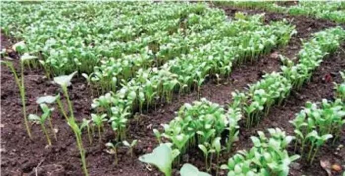 Fenugreek Farming: किसानों के लिए फायदे का सौदा है मेथी की खेती, जानिए बुआई-सिंचाई और उन्नत किस्मों के बारे में