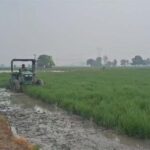 Kurukshetra News: कुरुक्षेत्र में धान की फसल पर फिजी वायरस का प्रकोप, किसान नष्ट कर रहे फसल, भाकियू ने सरकार से की मुआवजे की मांग