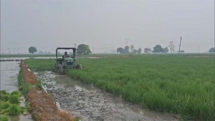 Kurukshetra News: कुरुक्षेत्र में धान की फसल पर फिजी वायरस का प्रकोप, किसान नष्ट कर रहे फसल, भाकियू ने सरकार से की मुआवजे की मांग