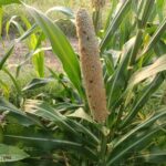 Millet Crop: बाजरे की फसल पर मंडराया सुड़ी का खतरा, जाने बचाव के उपाय