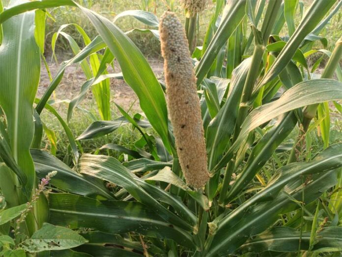 Millet Crop: बाजरे की फसल पर मंडराया सुड़ी का खतरा, जाने बचाव के उपाय