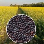 Mustard Varieties: सरसों की इन किस्मों से मिलेगी बंपर पैदावार