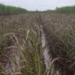 Paddy Crop: बाढ़ के पानी से धान की फसल को हो सकता है नुकसान, जाने बचाव के उपाय