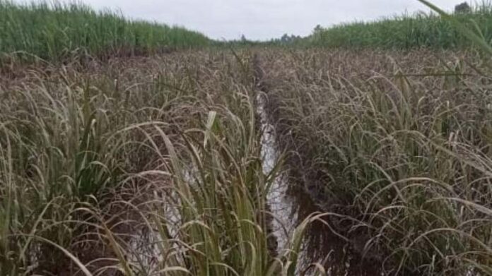 Paddy Crop: बाढ़ के पानी से धान की फसल को हो सकता है नुकसान, जाने बचाव के उपाय