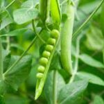 Pea farming: मटर की खेती कैसे करें, जानें सही तरीका