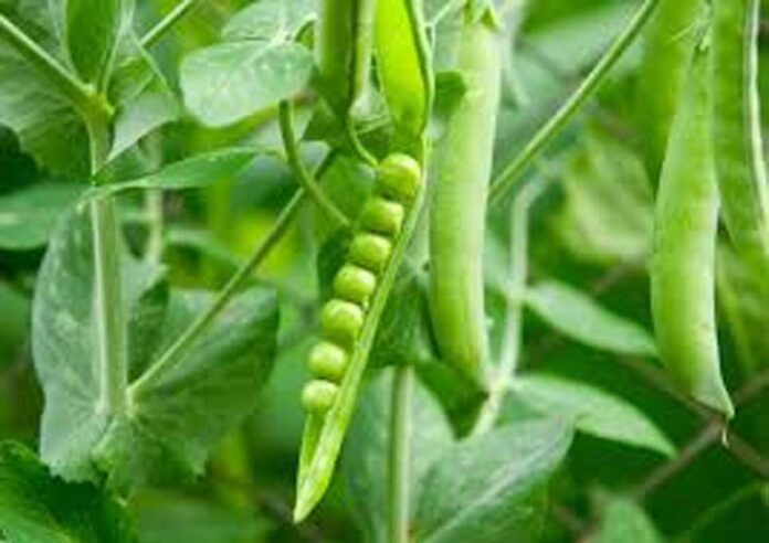 Pea farming: मटर की खेती कैसे करें, जानें सही तरीका
