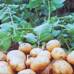 Potato Farming: आलू की अगेती फसल के लिए 15 से 25 सितंबर के बीच करें बुजाई