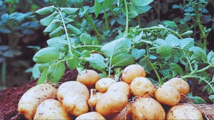 Potato Farming: आलू की अगेती फसल के लिए 15 से 25 सितंबर के बीच करें बुजाई