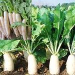Radish Farming: मूली की खेती कैसे करें, जानें सही विधि
