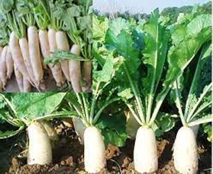 Radish Farming: मूली की खेती कैसे करें, जानें सही विधि