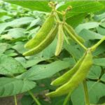 Soybean Crop: स्टेम फ्लाई की चपेट में आई सोयाबीन की फसल, जानें फसल बचाने के उपाय