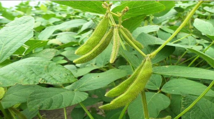 Soybean Crop: स्टेम फ्लाई की चपेट में आई सोयाबीन की फसल, जानें फसल बचाने के उपाय